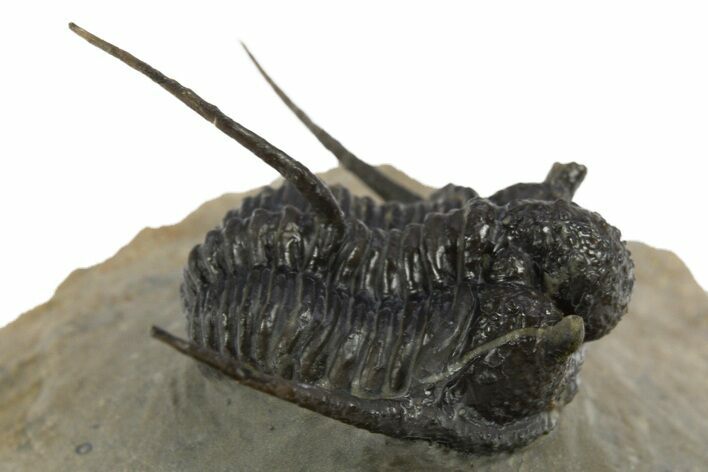 Beautiful Spiny Cyphaspis Trilobite - Morocco #312260